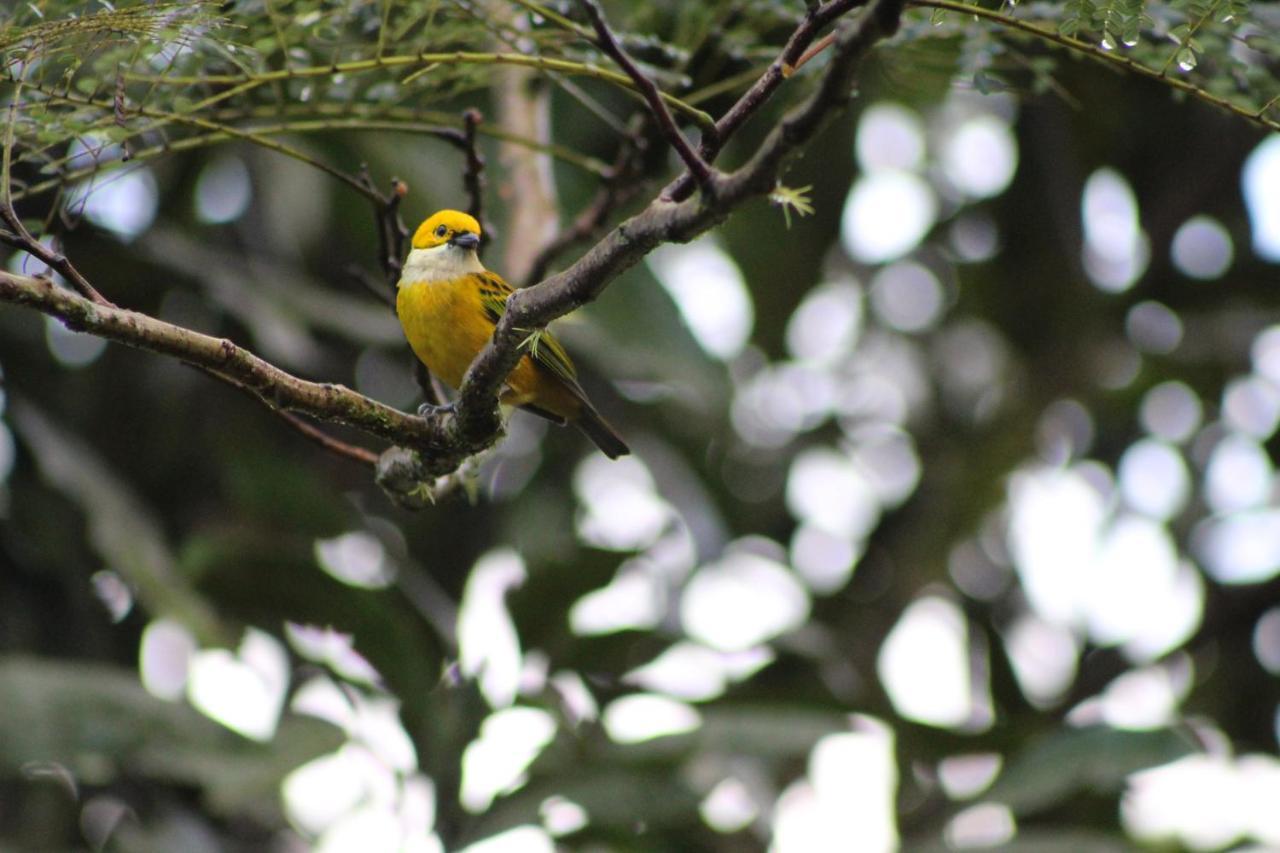 Eya Ecolodge San Isidro De El General エクステリア 写真