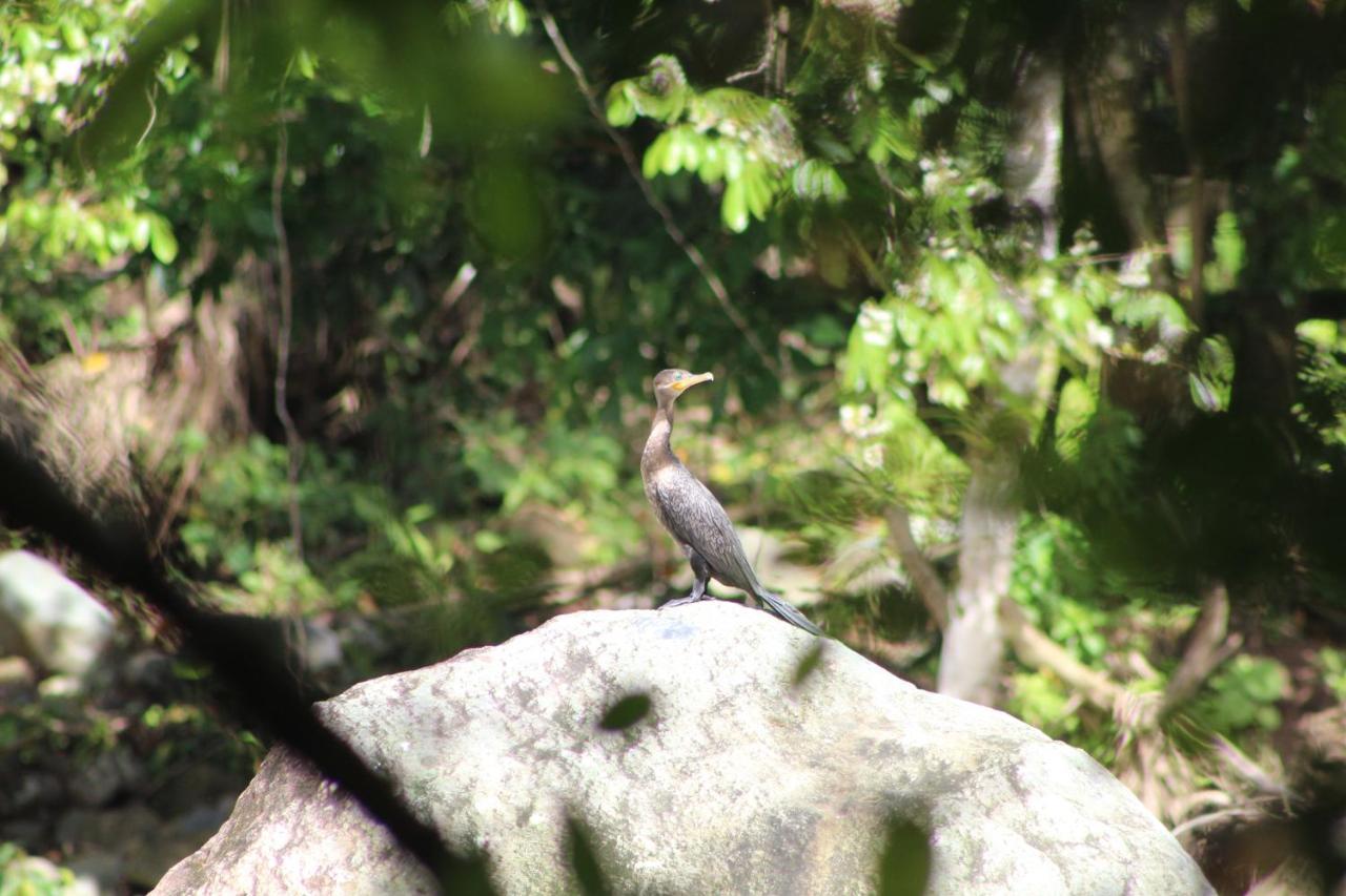 Eya Ecolodge San Isidro De El General エクステリア 写真