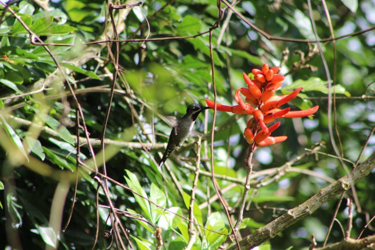 Eya Ecolodge San Isidro De El General エクステリア 写真