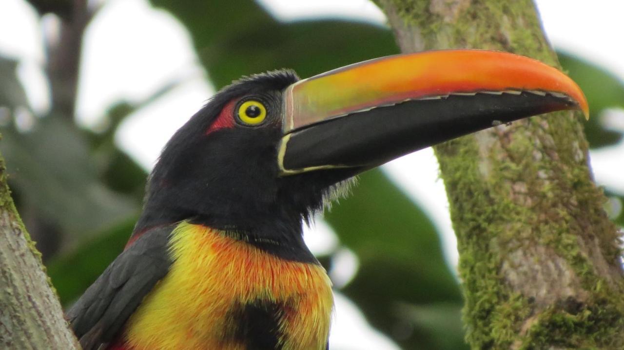 Eya Ecolodge San Isidro De El General エクステリア 写真
